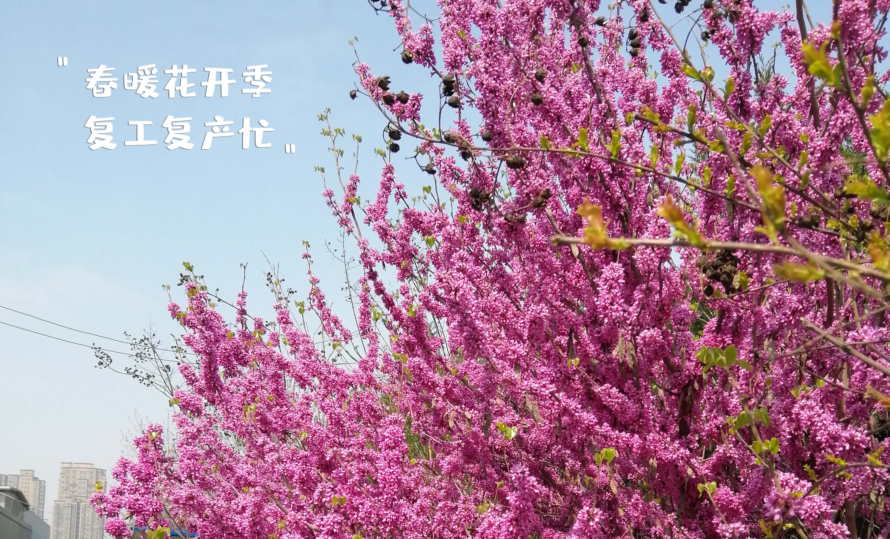 春暖花开季，复工复产忙